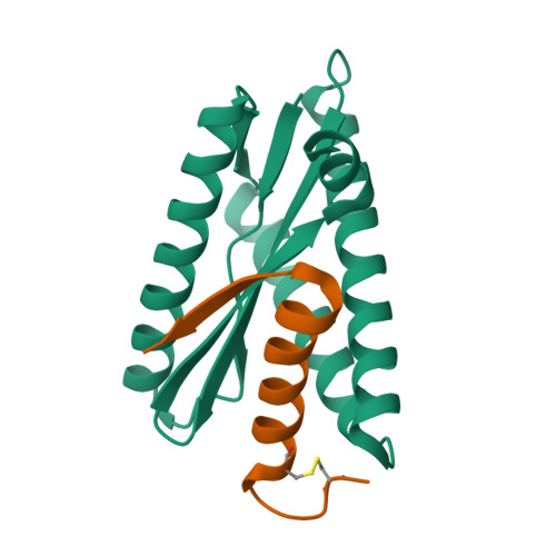 Ribbon rendering of experimental structure 9CC5: the designed amylin binder in green and amylin in orange.